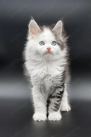 Edle Maine Coon Kätzin 13 Wochen  Solid Blue & Super Sanft
