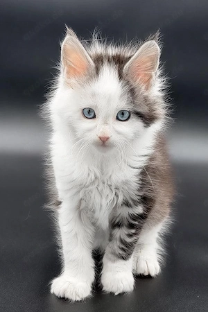 Edle Maine Coon Kätzin  13 Wochen  Solid Blue & Super Sanft