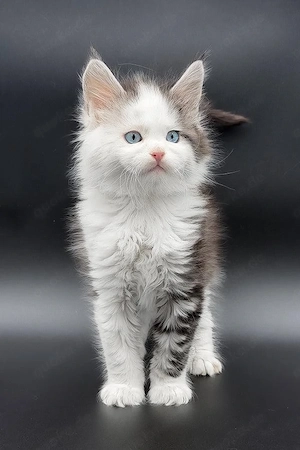 Edle Maine Coon Kätzin   13 Wochen   Solid Blue & Super Sanft