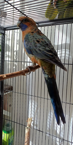 Pennantsittich zimtfarben