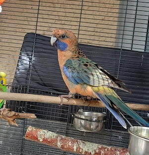 Penanntsittich zimtfarben