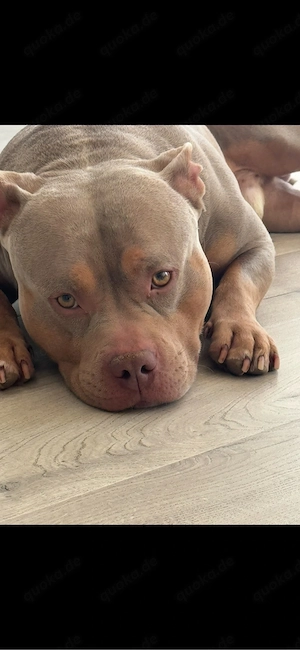 American bully deckrüde 