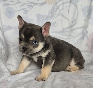 Französische bulldogge Welpen 