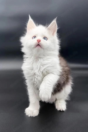 Prachtvoller Maine Coon Kater   13 Wochen   Silver Tabby & Neugierig