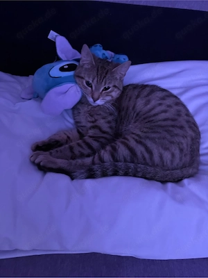 bkh katze 7 monate alte abzugeben 