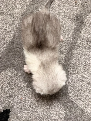 BKH Kitten Reinrassig 