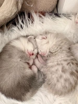 BKH Kitten reinrassig 