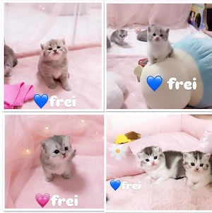 Zuckersüsse Reinrassige Bkh Kitten