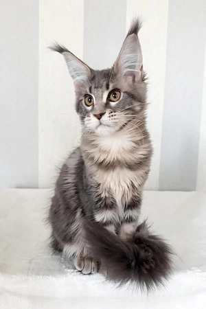 5 Wunderschöne Maine Coon Kitten  5 Monate Voll Geimpft & Sozialisiert