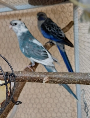 Suche Pennantsittich Henne