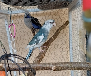 Penanntsittich männlich