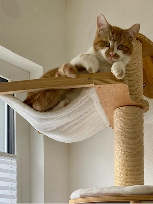 Liebevolles Zuhause gesucht