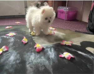 Süße Kleine Pomeranien Spitz