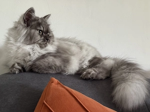 BLH Katzendame 1 Jahr alt