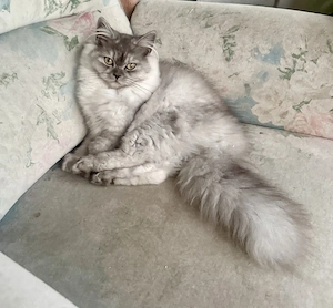 BLH Katzendame 1 Jahr alt