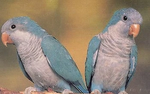 2 blaue Mönchsittiche