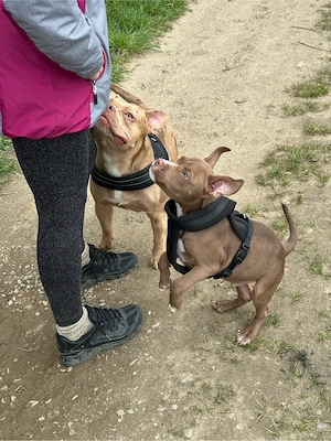 American Pocket Bully Rüde 