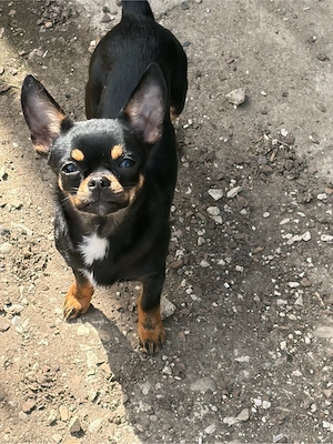 mausi sucht ein zuhause 