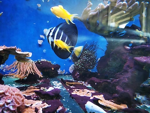 Meerwasseraquarium Auflösung 