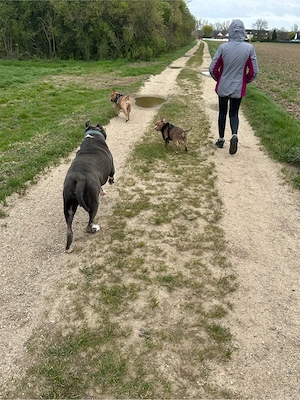 Wunderschöner American Pocket Bully Rüde mit