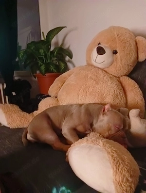 Exotik Bulldogge Hündin 