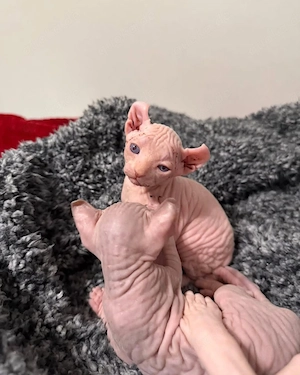 Entzückende Sphynx Kätzchen zur Adoption