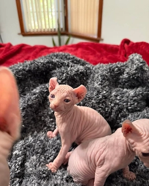 Entzückende Sphynx Kätzchen zur Adoption
