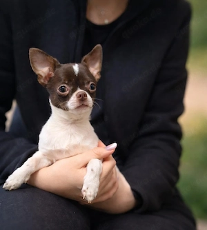 Chihuahua welpen (nur Jungs) mit Stammbaum