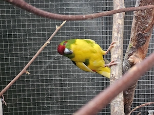 Zigensittich Hahn aus außenhaltung 