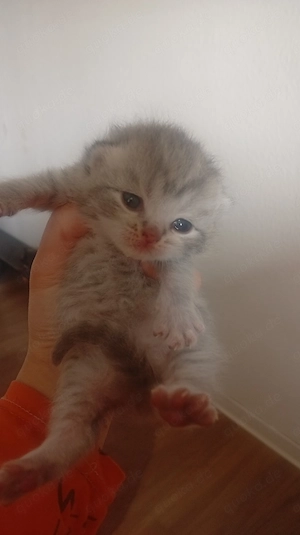 BKH  noch ein Junge und mädchen frei