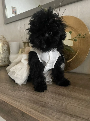 Toy Pudel welpe in Schwarz