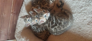 Reinrassige Bengalkitten
