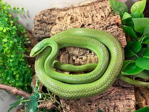 1.1 Gonyosoma frenatum DNZ 2018 blutfremd