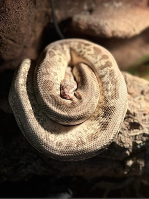 Phyton  regius  Königsphyton 