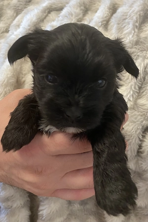 Reinrassige Yorkshire Terrier Welpen mit Ahnentafel 