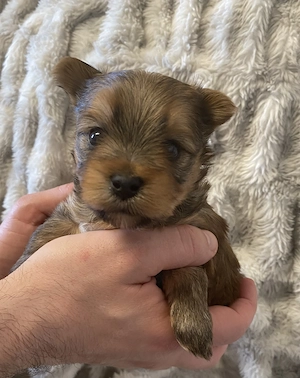 Reinrassige Yorkshire Terrier Welpen mit Ahnentafel  Bild 2
