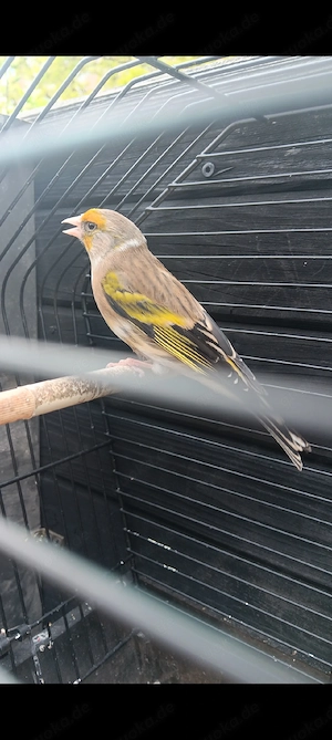 1 Mänlische Mischling 2025