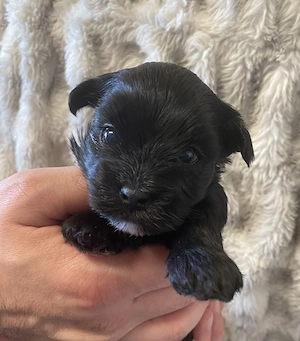 Reinrassige Yorkshire Terrier Welpen mit Ahnentafel 