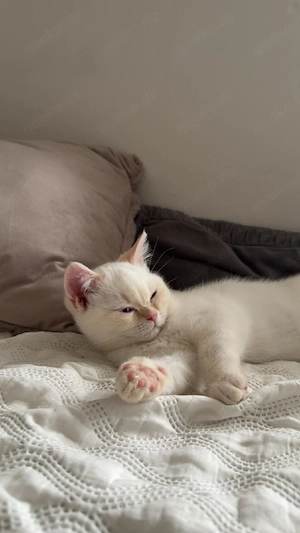    Süße BKH  Katzen abzugeben   