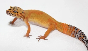 Electric Inferno 0.1 Weibchen Subadult aus 25'