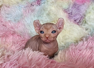 Sphynx kanadische Elfen
