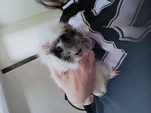 Süßes Meerschweinchen in liebevolle Hände abzugeben   