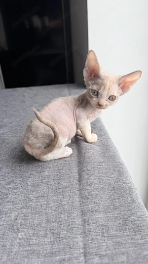 Wunderschöne Devon Rex Kitten suchen liebevolles Zuhause. Kein Liebhaberpreis!  