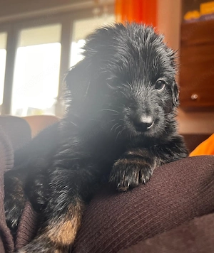 Hovawart Welpen aus Hobbyzucht mit Papieren 