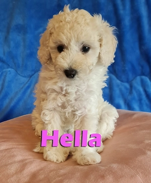 BreWells zuckersüße Fellnase Hellla Zwergpudel sucht noch ein neues liebevolles Zuhause