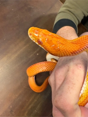 Kornnatter Bloodred Stripe 