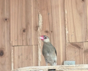 Junge Reisfinken Hahn
