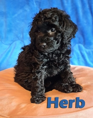 BreWells zuckersüße Fellnase Herb Zwergpudel sucht noch ein neues liebevolles Zuhause