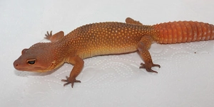 Inferno blood 0.1 aus 24' Leopardgecko Bild 2