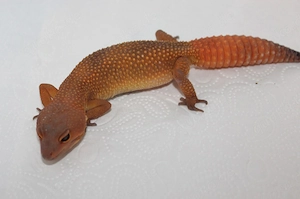 Inferno blood 0.1 aus 24' Leopardgecko Bild 3